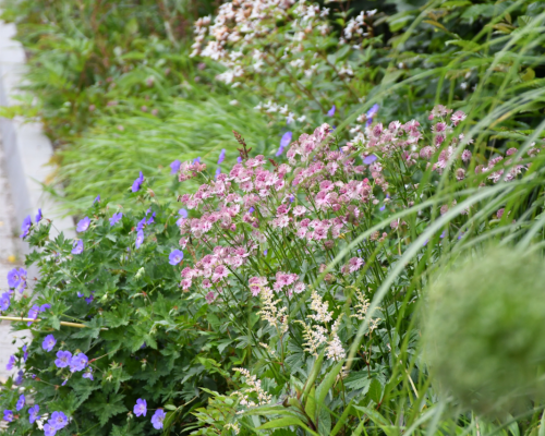 07 Szumiące ogrody naturalne Projektowanie ogrodów Ogrody naturalistyczne