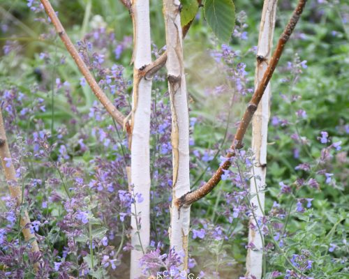 Szumiące ogrody naturalne_Anna Płuciennik_ogród_11